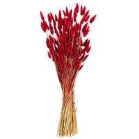 Vickerman 24" Red Bunny Tail Lagurus Dried Foliage