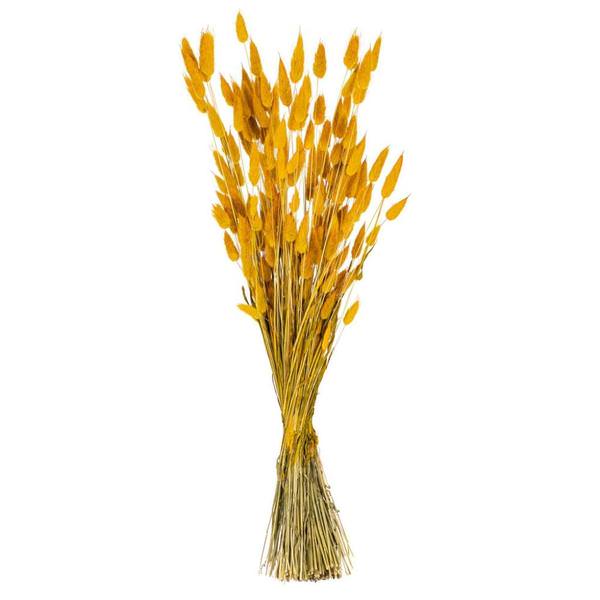 24" Aspen Gold Bunny Tail Lagurus Dried Foliage