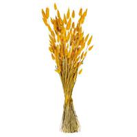 Vickerman 24" Aspen Gold Bunny Tail Lagurus Dried Foliage