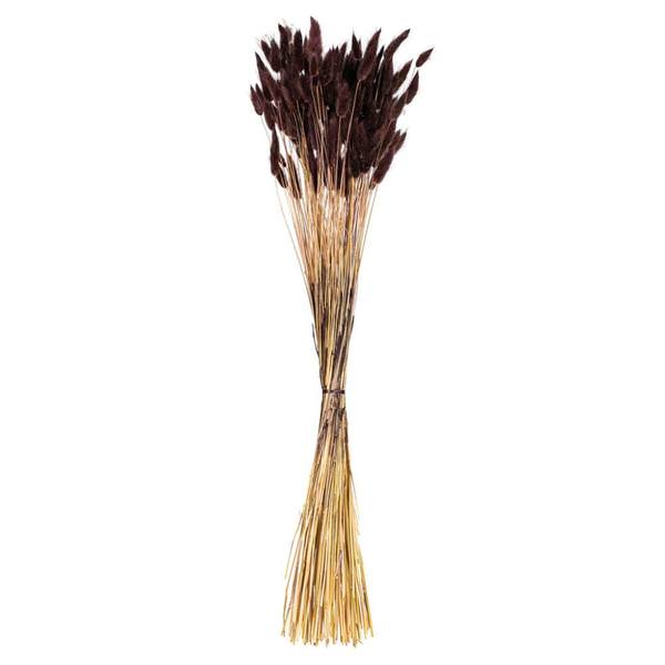 24" Brown Bunny Tail Lagurus Dried Foliage