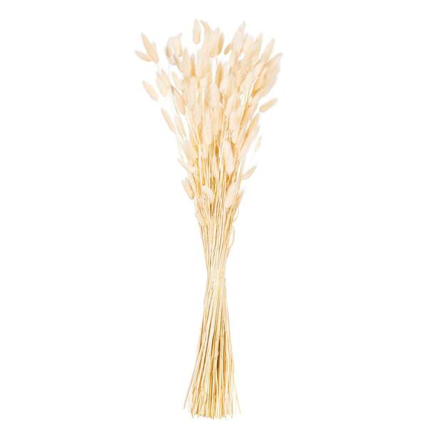 24" Bleached Bunny Tail Lagurus Dried Foliage