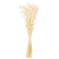 Vickerman 24" Bleached Bunny Tail Lagurus Dried Foliage