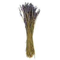 Vickerman 18" Light Purple Lavender Natural Preserved Flower Bundle