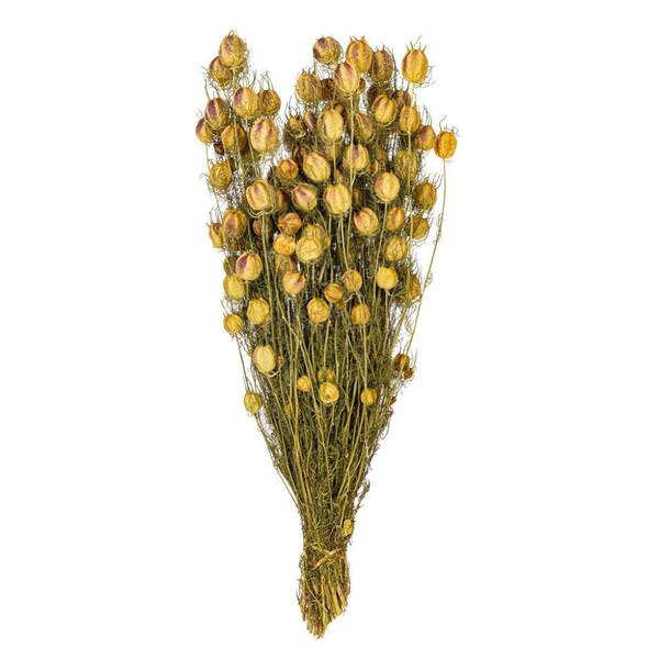 20-24" Natural Green Nigella Natural Preserved Flower Bundle
