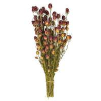 Vickerman 20-24" Red Nigella Natural Preserved Flower Bundle