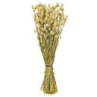 Vickerman 26" Natural Green Phalaris  Dried Foliage