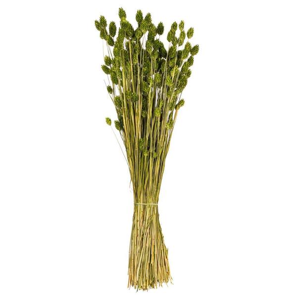 26" Green Phalaris Dried Foliage