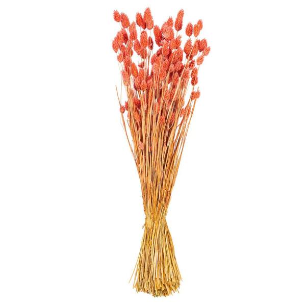 26" Pink Phalaris Dried Foliage