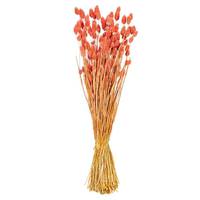 Vickerman 26" Pink Phalaris Dried Foliage