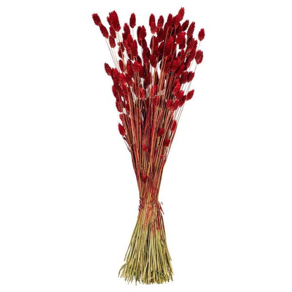 26" Red Phalaris Dried Foliage