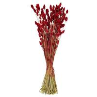Vickerman 26" Red Phalaris Dried Foliage