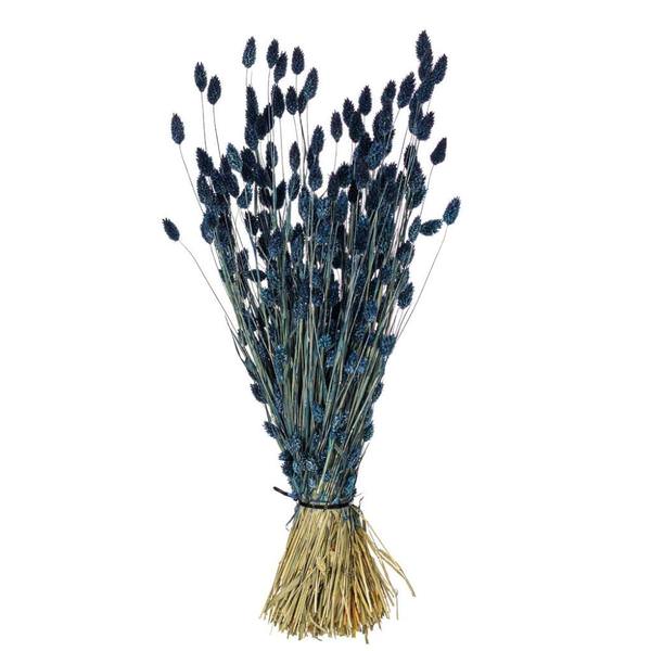 26" Dark Blue Phalaris Dried Foliage