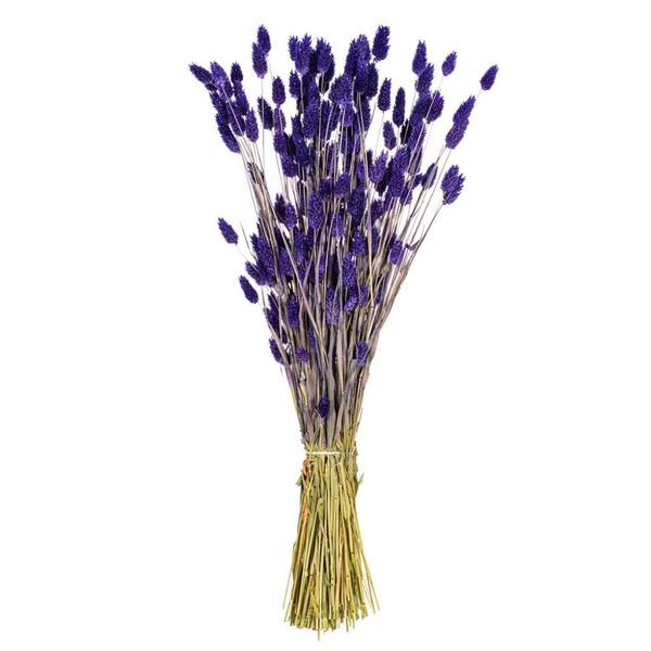 26" Purple Setarea Dried Foliage