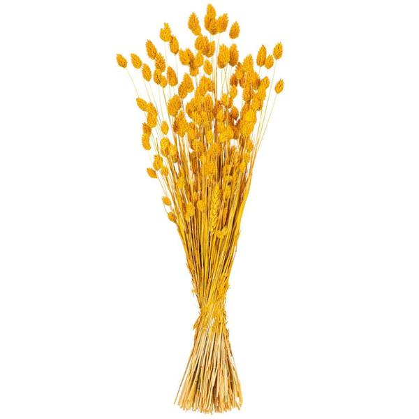 26" Yellow Phalaris Dried Foliage