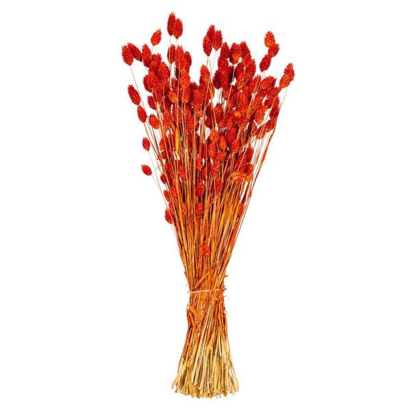 26" Orange Phalaris Dried Foliage