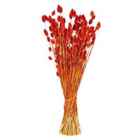 Vickerman 26" Orange Phalaris Dried Foliage