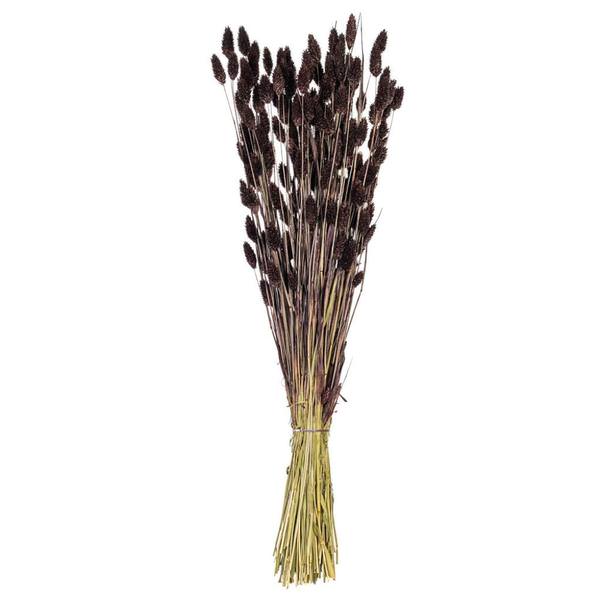 26" Brown Phalaris Dried Foliage