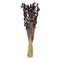 Vickerman 26" Brown Phalaris Dried Foliage