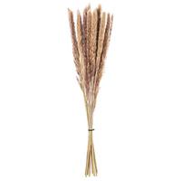 Vickerman 30" Brown Reed Preserved Foliage Bundle