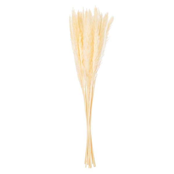 30" Bleached Reed Preserved Foliage Bundle