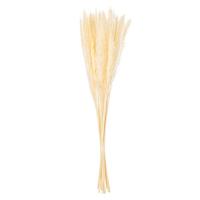 Vickerman 30" Bleached Reed Preserved Foliage Bundle