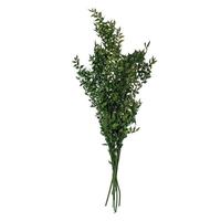 Vickerman 18-20" Emerald Ruscus Natural Preserved Foliage 