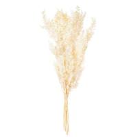 Vickerman 30" Bleached Ruscus Dried Foliage