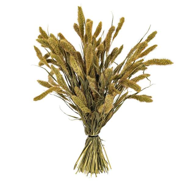 26" Natural Green Setarea Dried Foliage