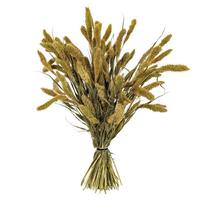 Vickerman 26" Natural Green Setarea Dried Foliage