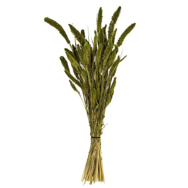 26" Green Setarea Dried Foliage