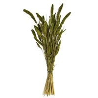 Vickerman 26" Green Setarea Dried Foliage