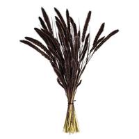 Vickerman 24" Brown Setarea Dried Foliage