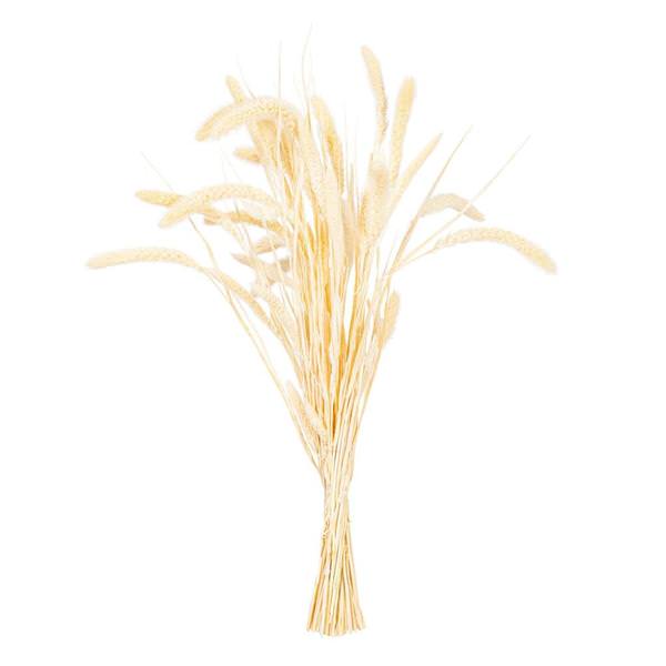 26" Bleached Setarea Dried Foliage