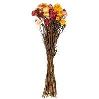 Vickerman 20" Assorted Straw Flower Helichrysum Natural Preserved Flower Bundle