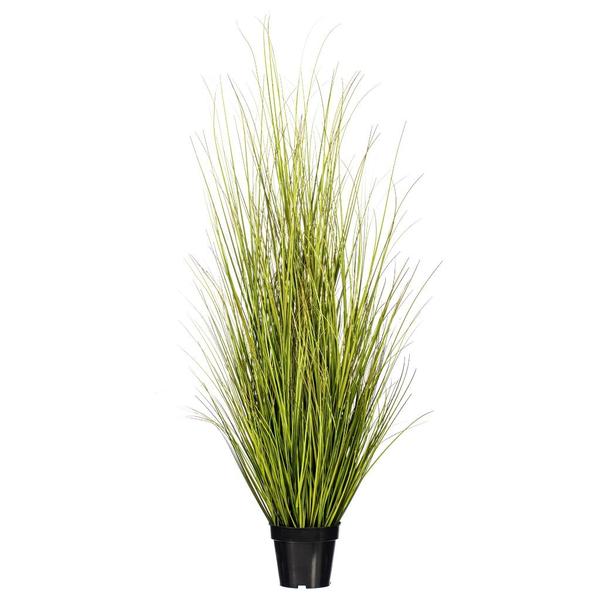 60" Green/Brown Switchgrass Potted