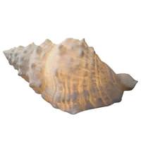Light Garden 18" x 10" x 7.5" Shell Lamp Warm White Designer Lamp