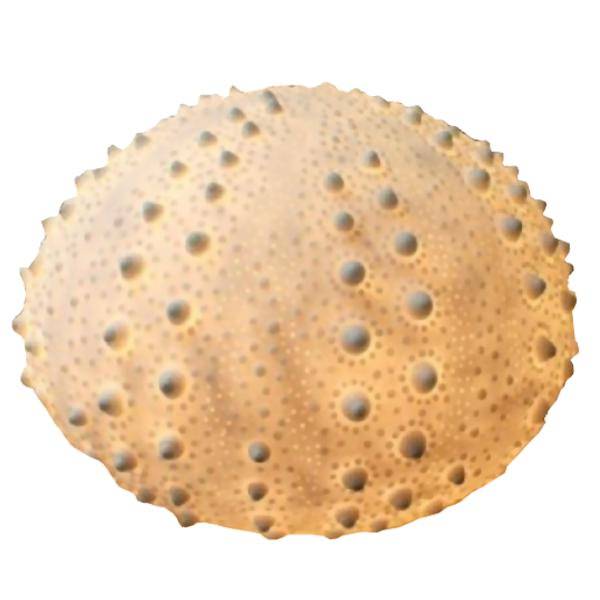 13.5" x 9" Sea Urchin Lamp Designer Lamp