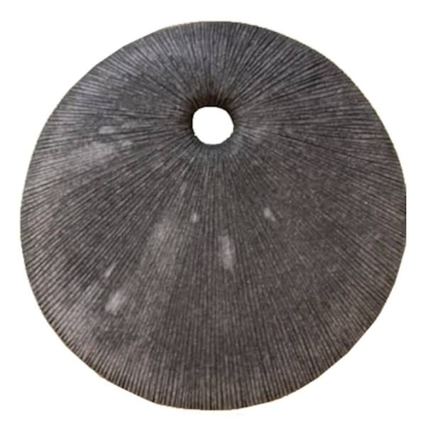 15.5" Sand Dollar Wall Decor Light