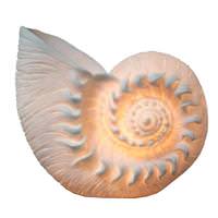 Light Garden 34" Large Snail Table Lamp