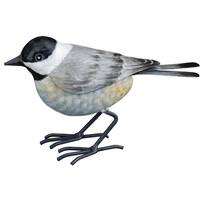 View Small Multi-Color Chickadee