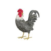 Regal Art & Gift 14" Murray Rooster Preening Decor 