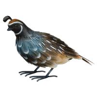 Regal Art & Gift 11.25" Male Quail Decor 