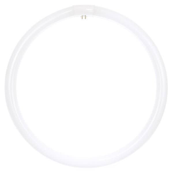 40 watt T9 Circline 4-Pin Base 4100K Cool White