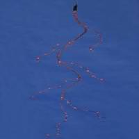 Vickerman 36 Light 4.5' Red Wire Red Tear Drop Battery Operated LED Micro String