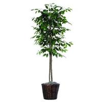 Vickerman 6' Artificial Ficus Tree