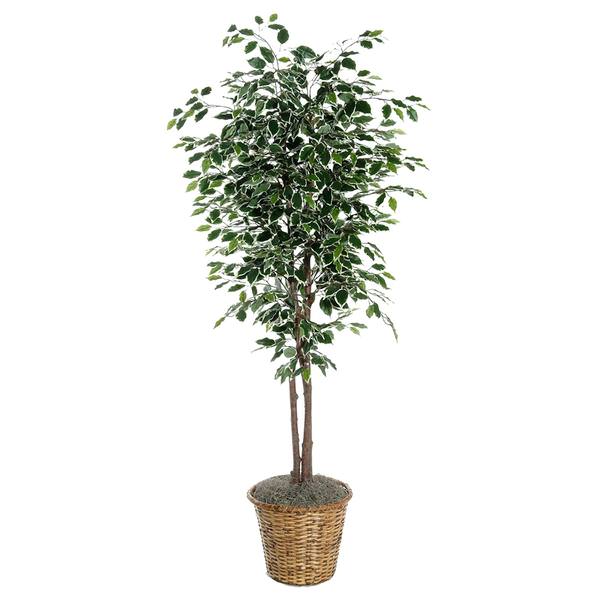 6' Artificial Varietgated Ficus Deluxe Tree