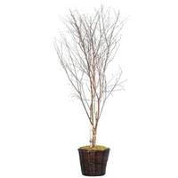 Vickerman 6' Artificial Winter Birch Deluxe Tree
