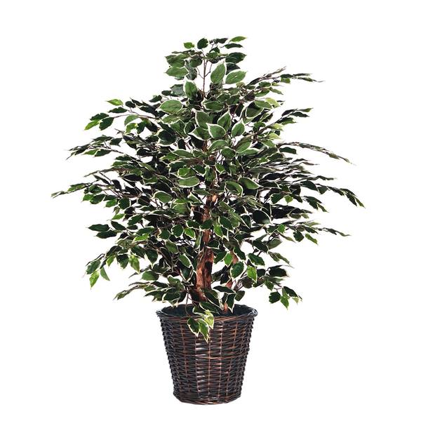 4' Artificial Variegated Ficus Extra Full Tree
