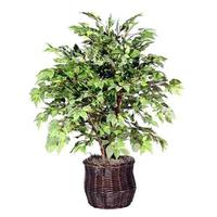 Vickerman 4' Artificial American Elm Extra Full Bush