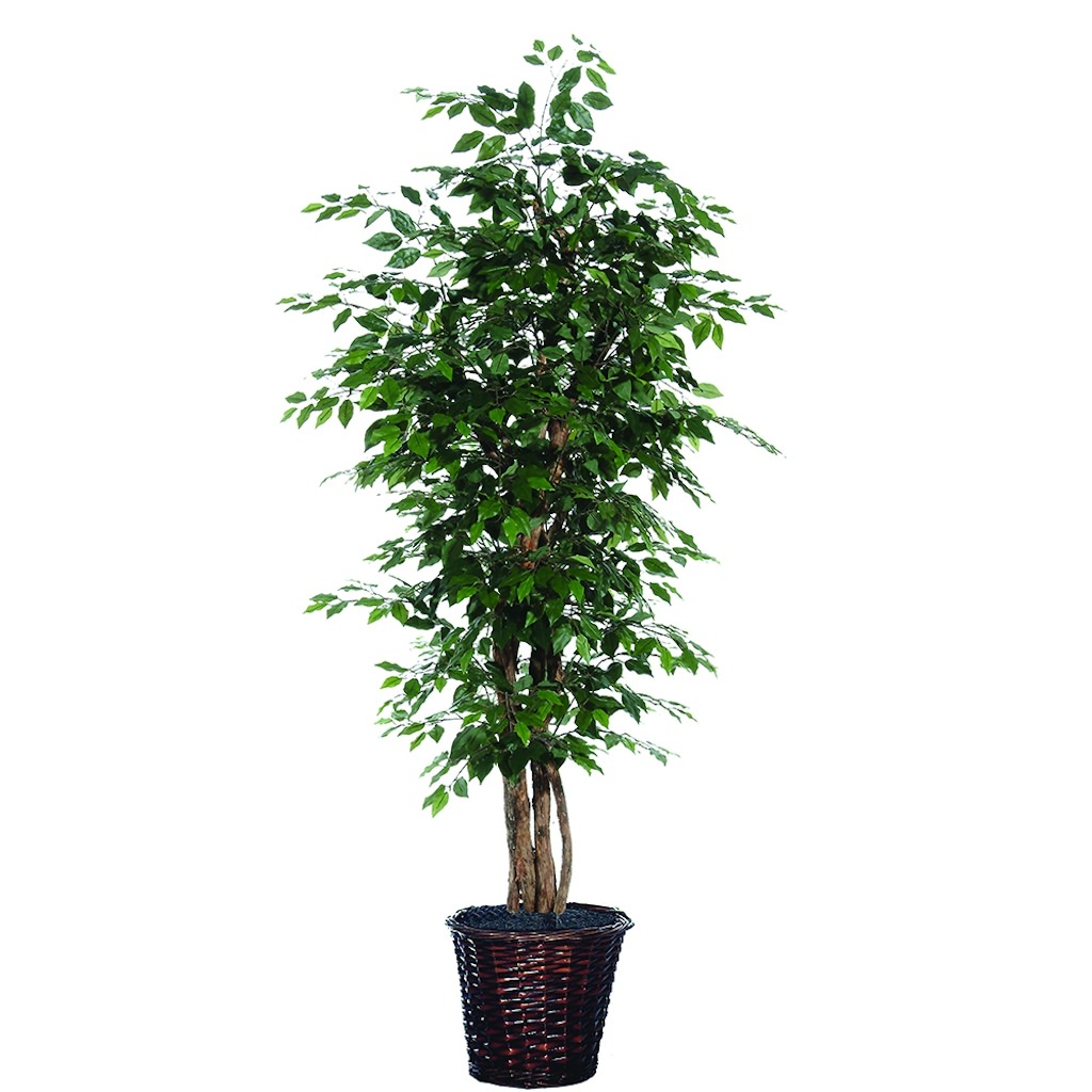 Vickerman 26496 Ficus Home / Office Tree